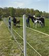 ElectroBraid Electric Horse Fence - 1000 Foot roll